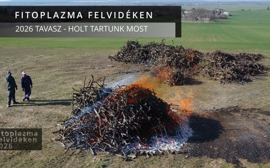 Fitoplazma 2026